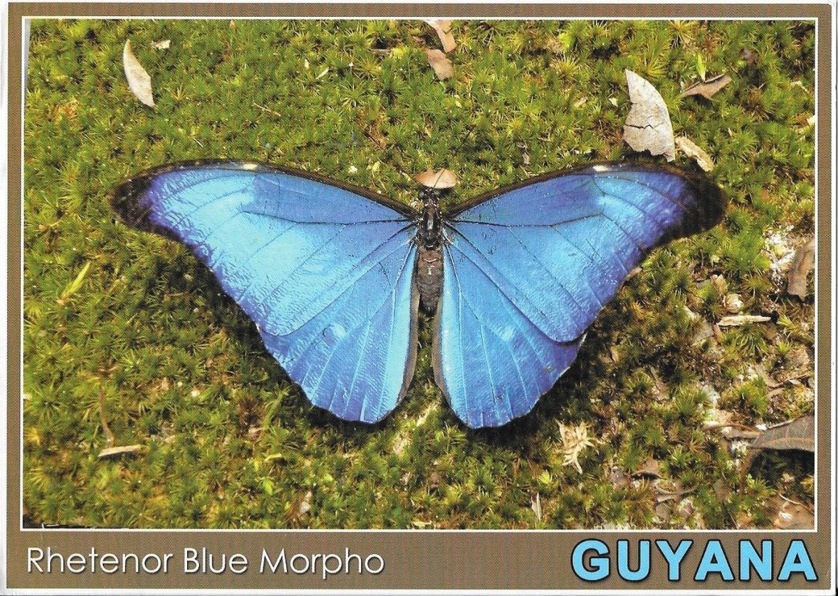 Блю Морфо на ладони