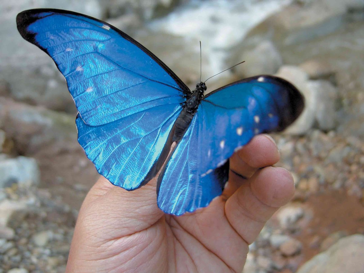 Голубая бабочка Монарх