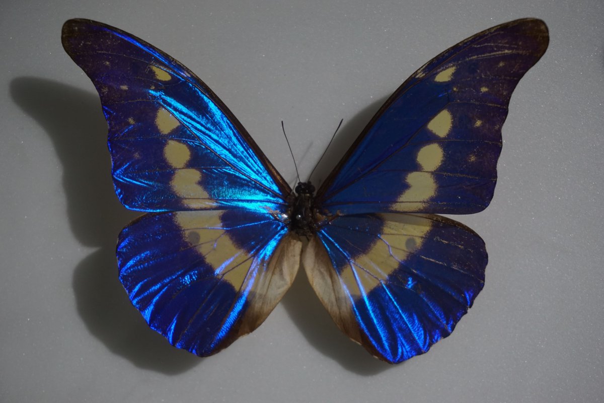 Morpho Helena