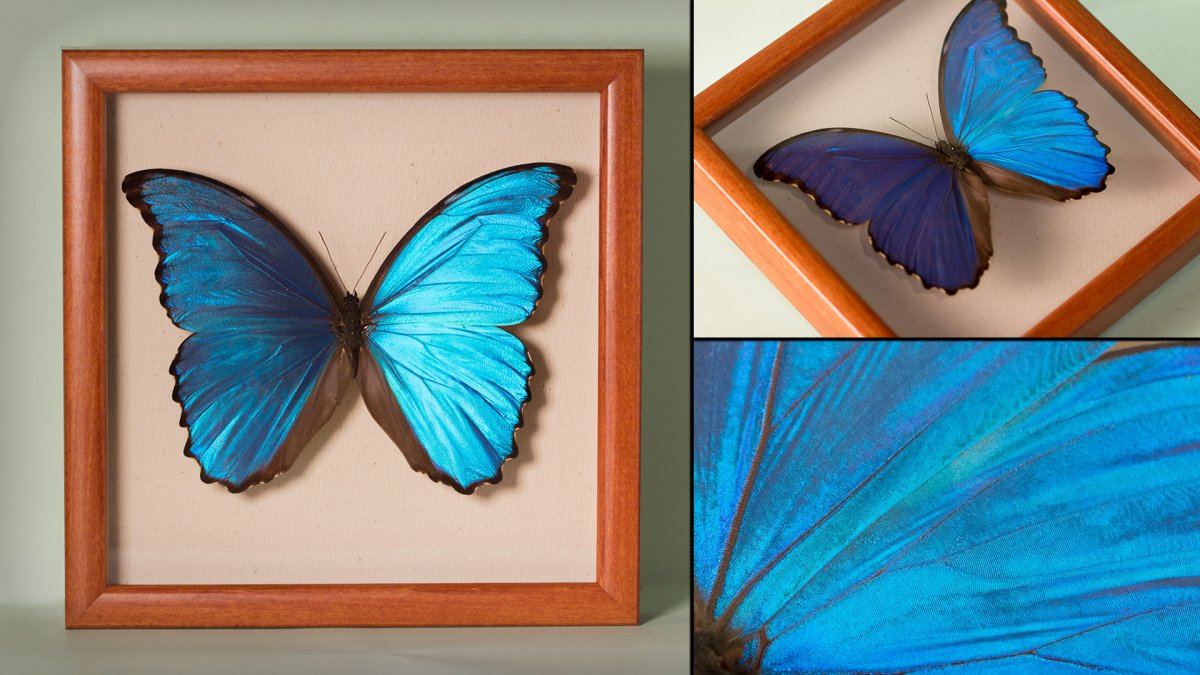 Морфо Дидиус