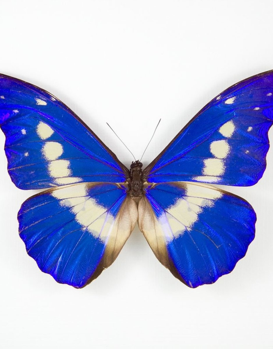 Morpho rhetenor Helena
