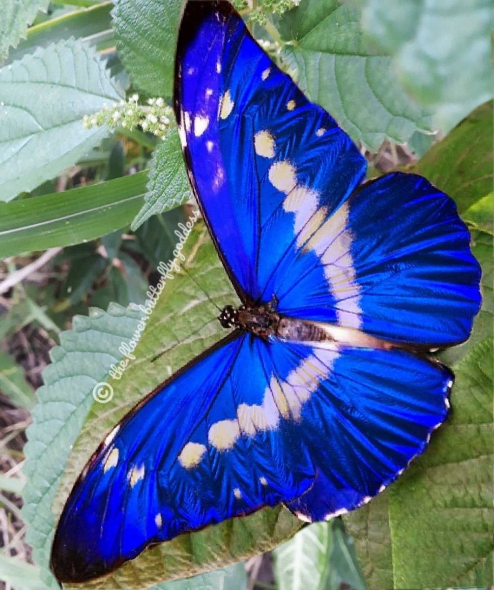 Бабочка Морфо Ретенор