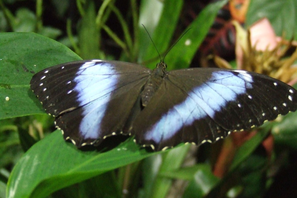 Морфо Киприда бабочка фото