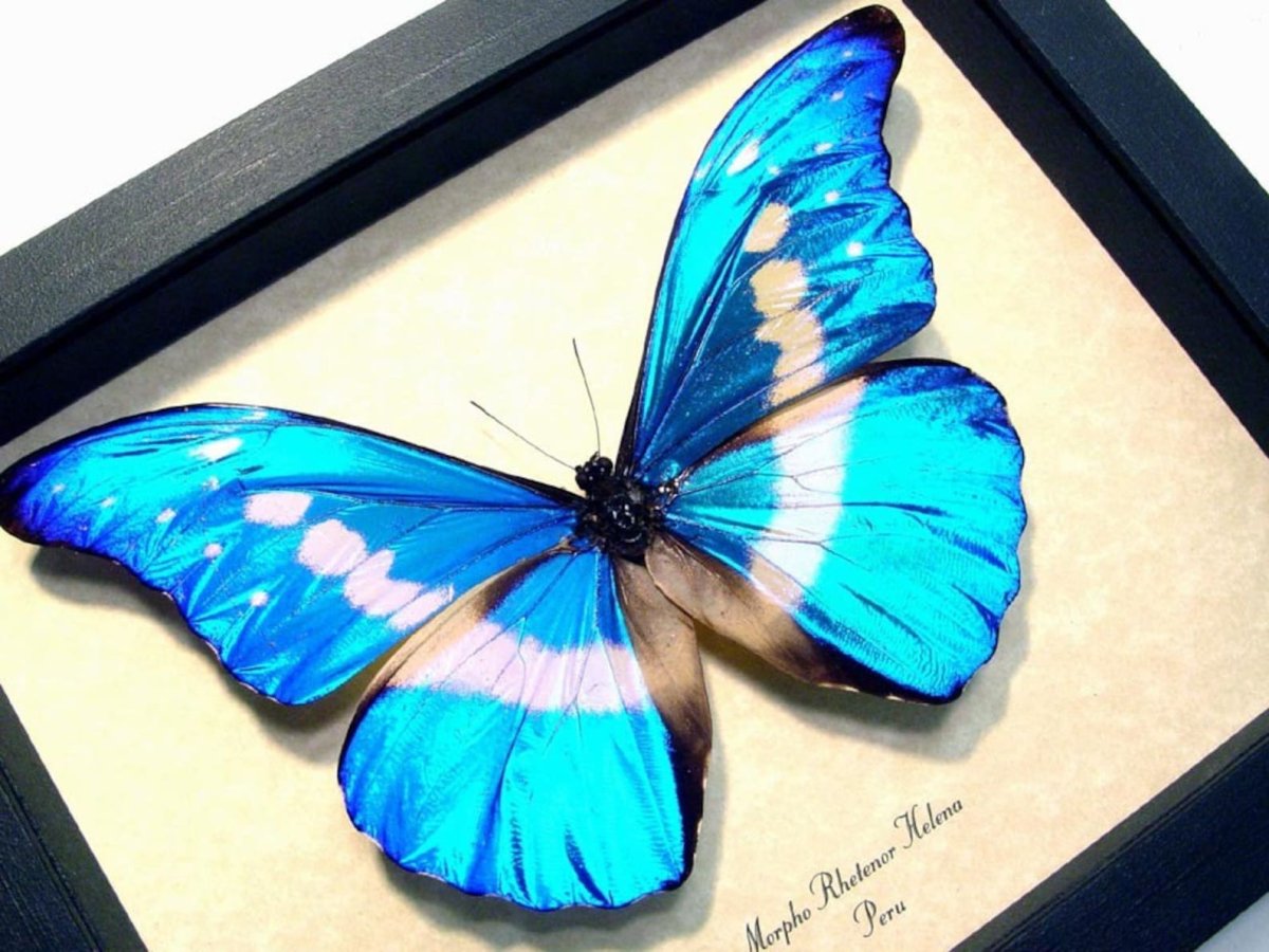 Morpho rhetenor Helena