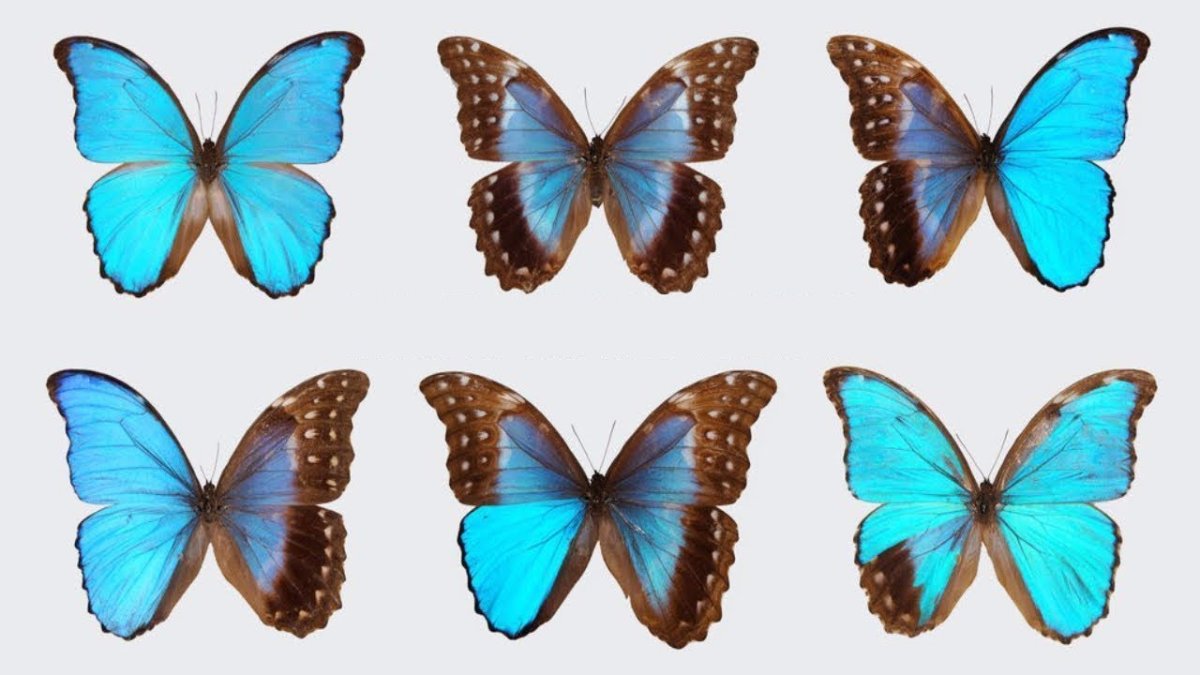 Бабочки для фотошопа