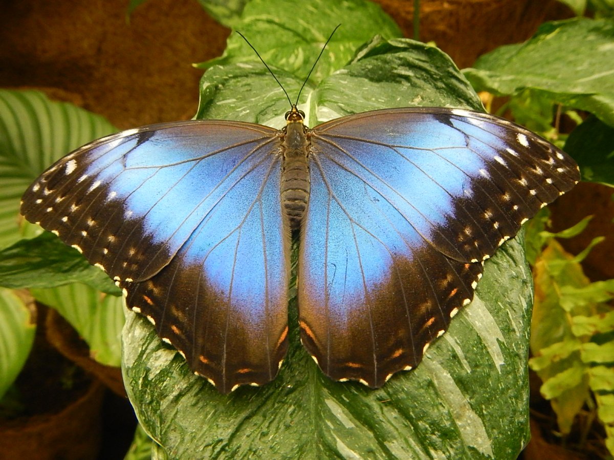 Куколка Морфо Пелеида