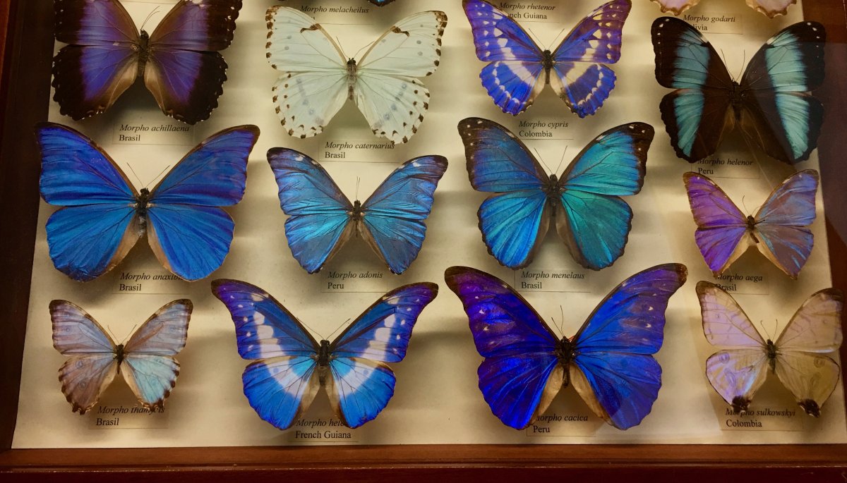 Коллекция бабочек морфоминелай