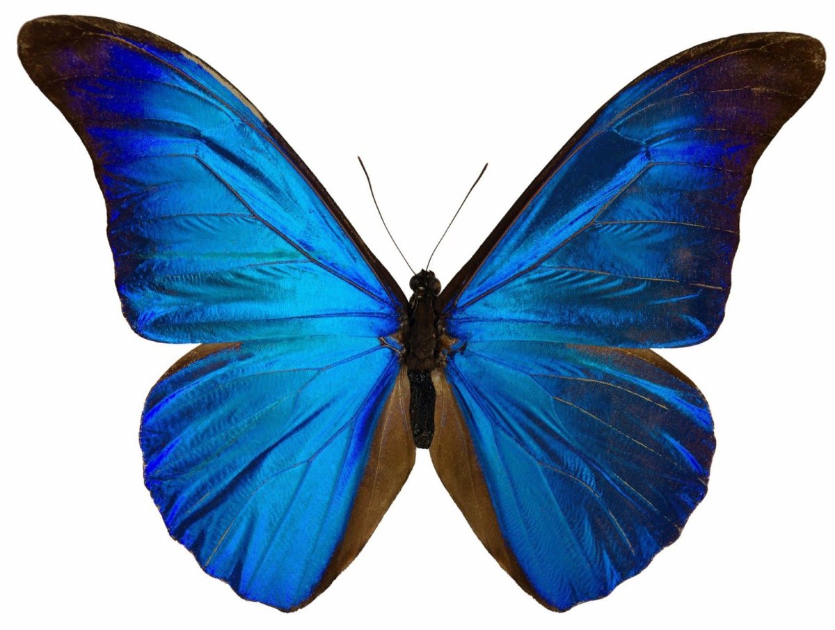 Бабочка Морфо Ретенор