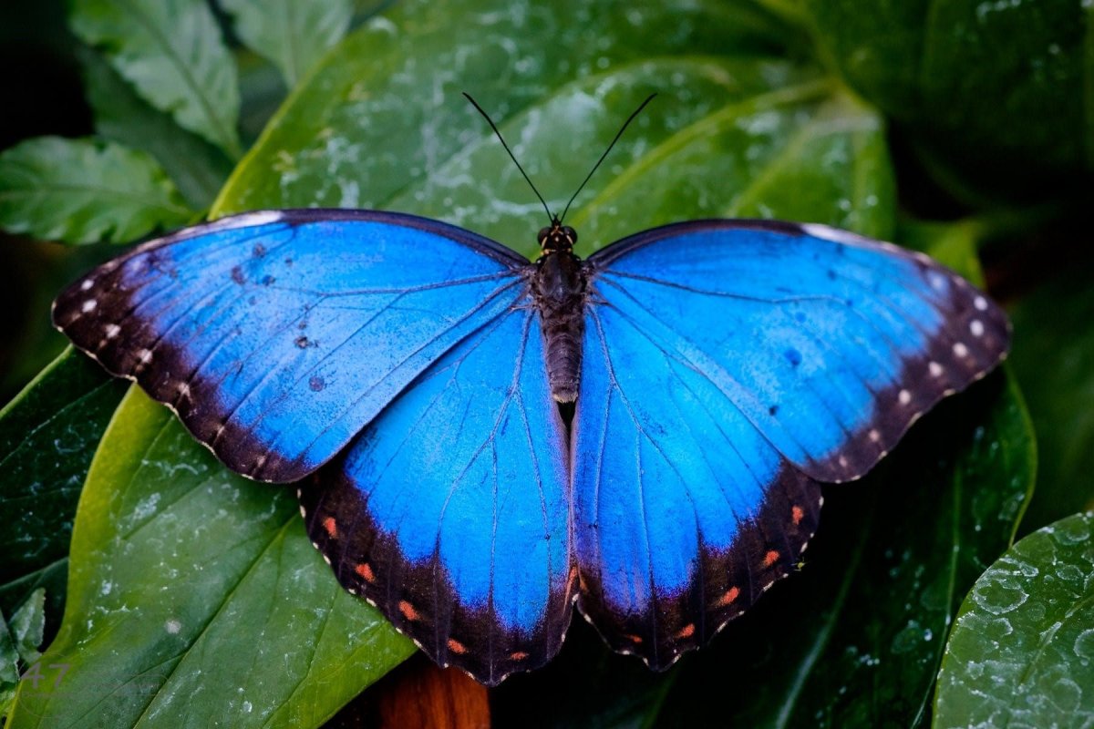 Morpho peleides бабочка