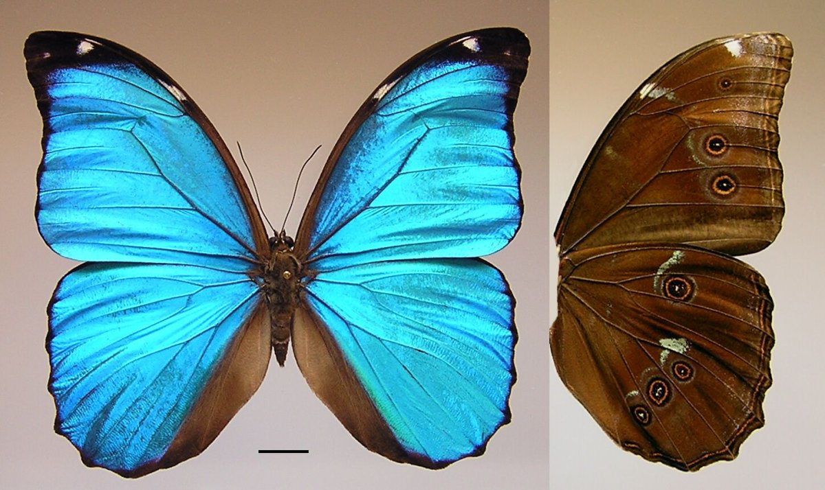 Менелай бабочка