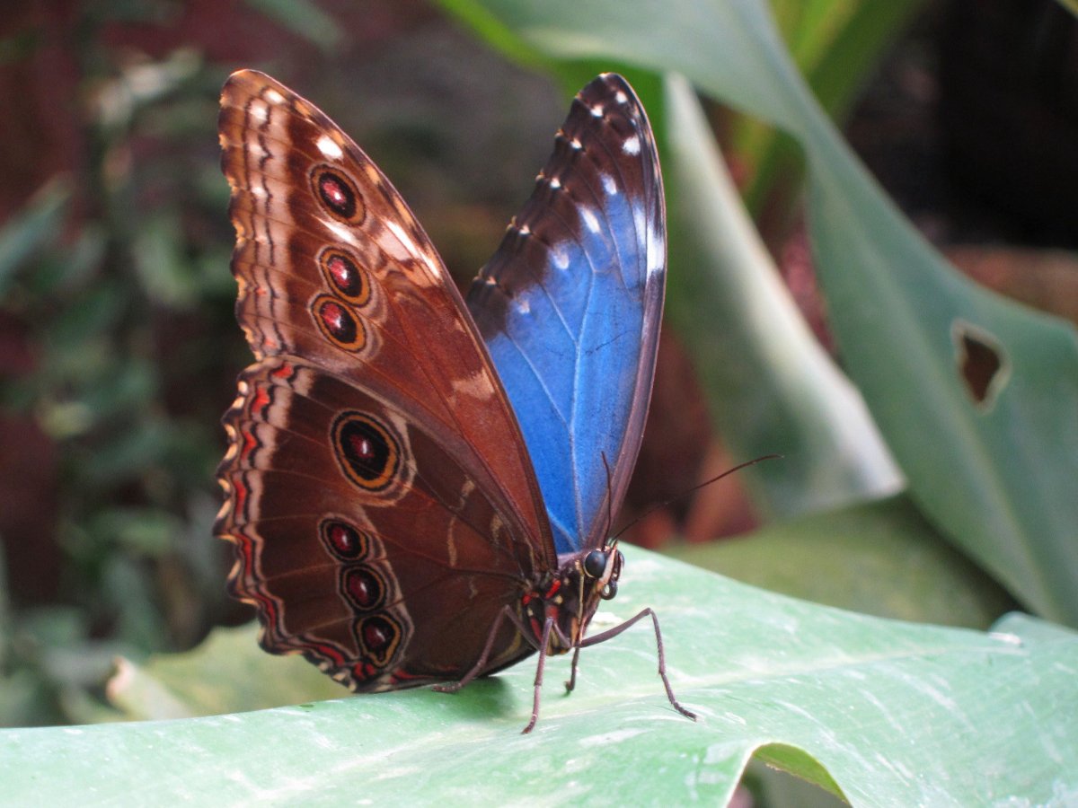 Бабочка Морфо Пелеида