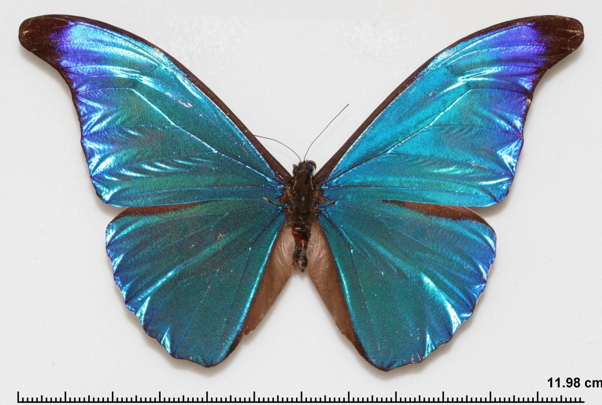 Бабочка Морфо Ретенор