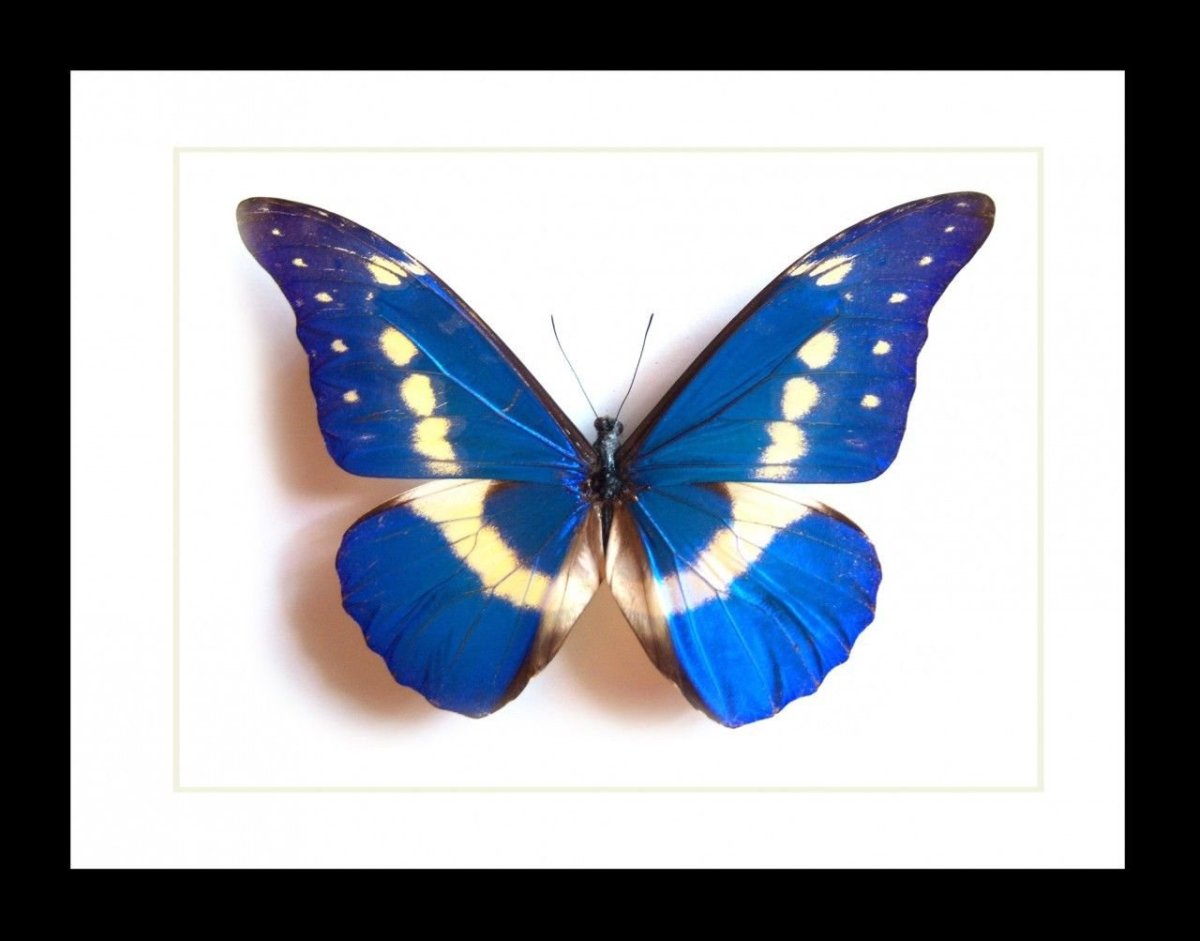 Morpho rhetenor Helena