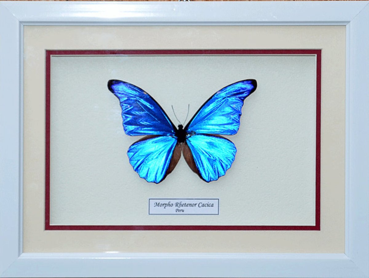 Бабочка Морфо Ретенор