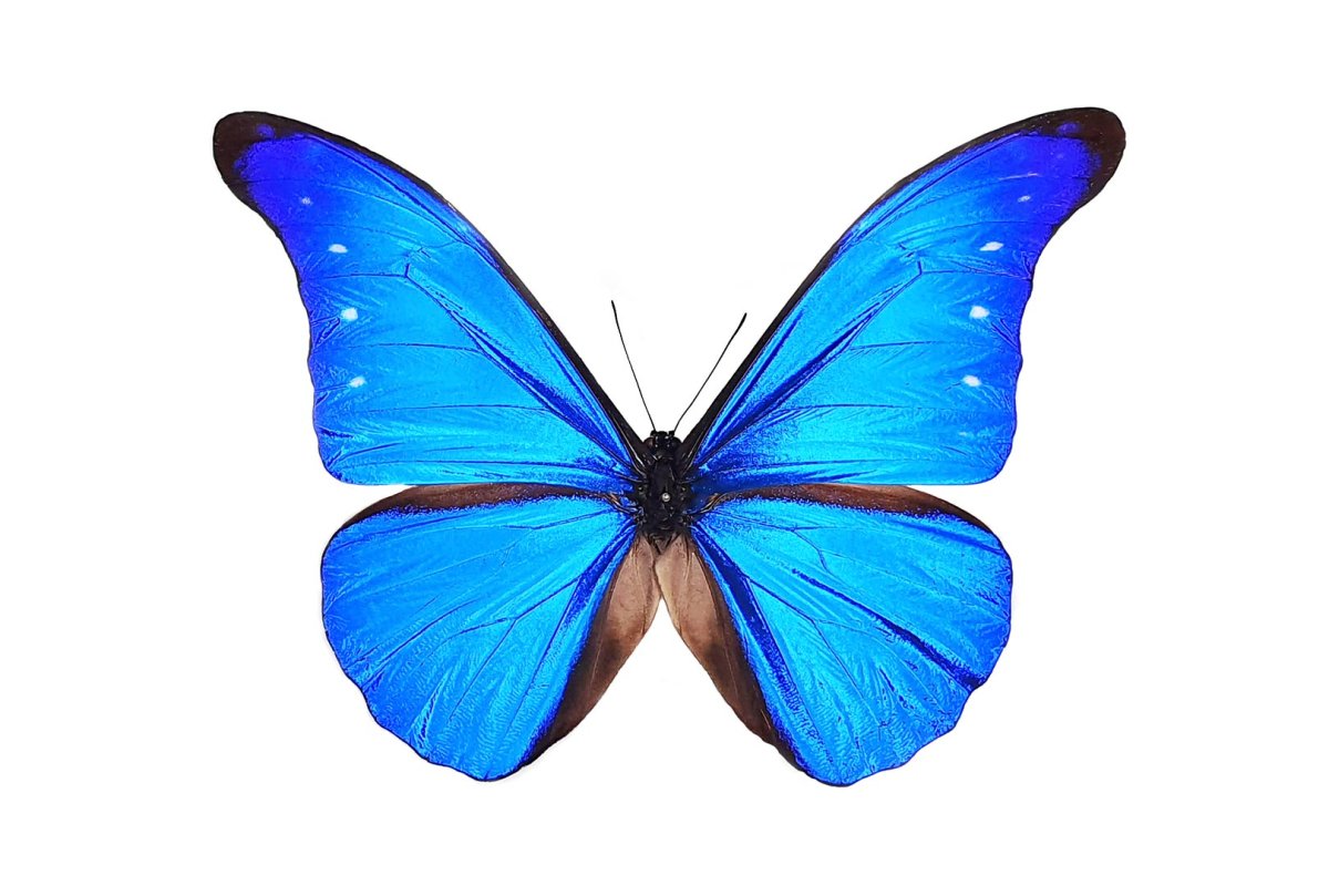 Голубая МОРФА на белом фоне для презентации