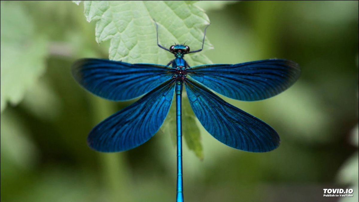 Стрекоза Calopteryx