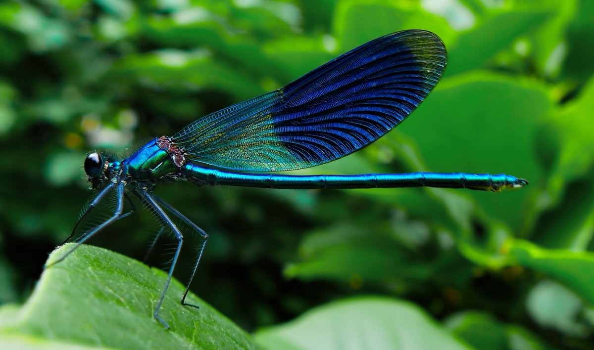 Драгонфлай Стрекоза