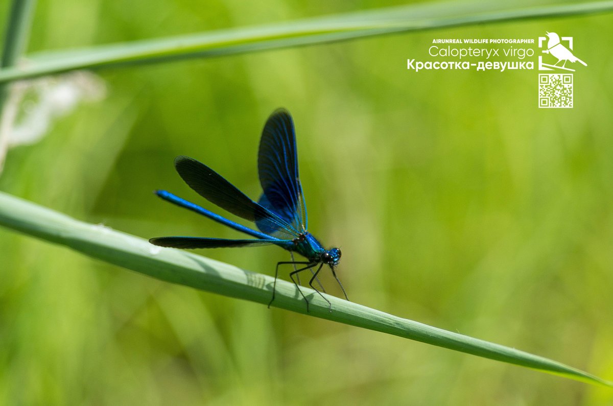 Стрекоза Calopteryx Virgo