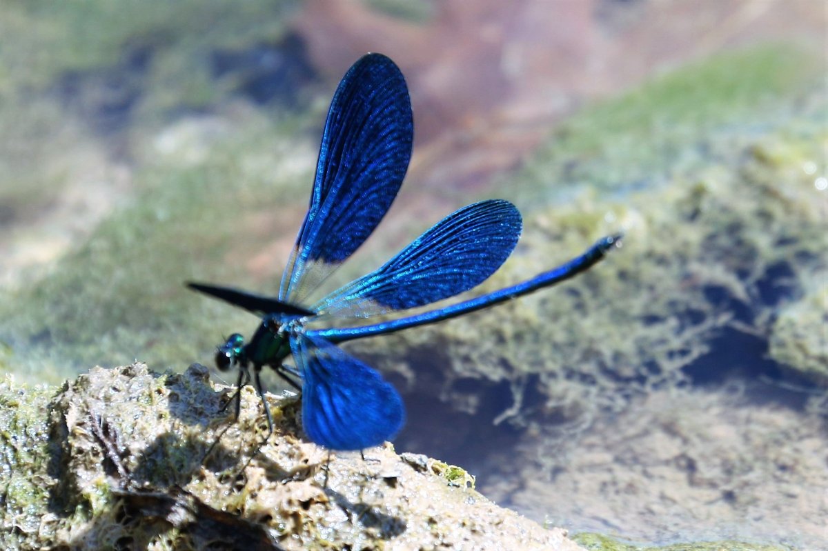 Agrion splendens