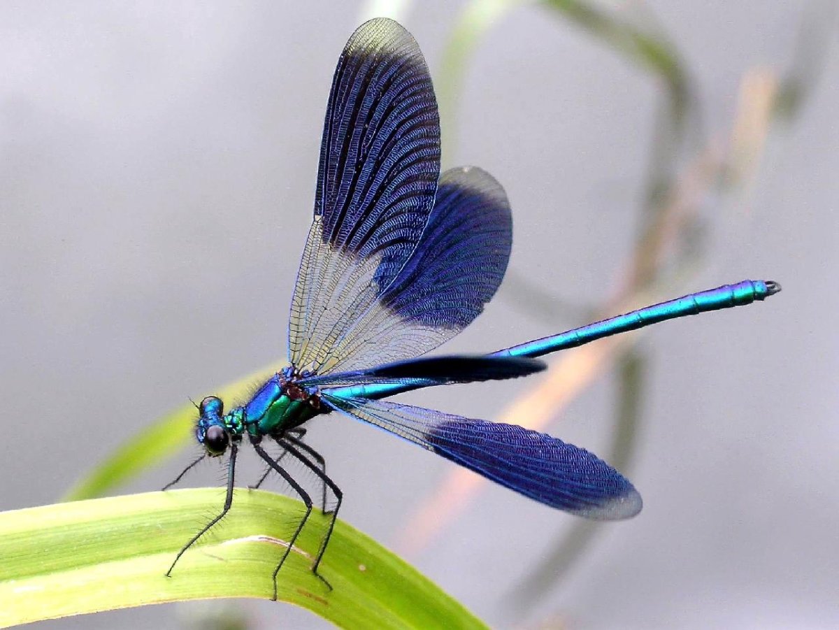 Красотка блестящая (Calopteryx splendens)