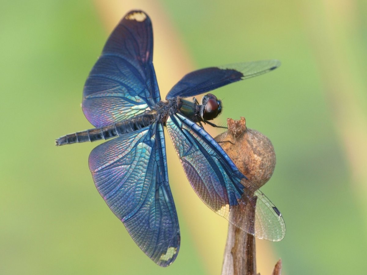 Rhyothemis fuliginosa