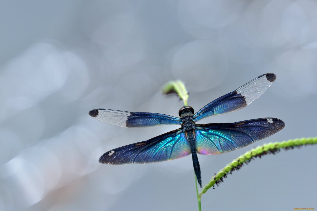 Крыло Стрекозы макро
