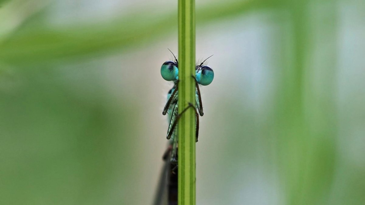 Стрекоза Макросъемка