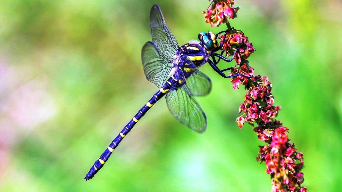 Цветы бабочки Стрекозы