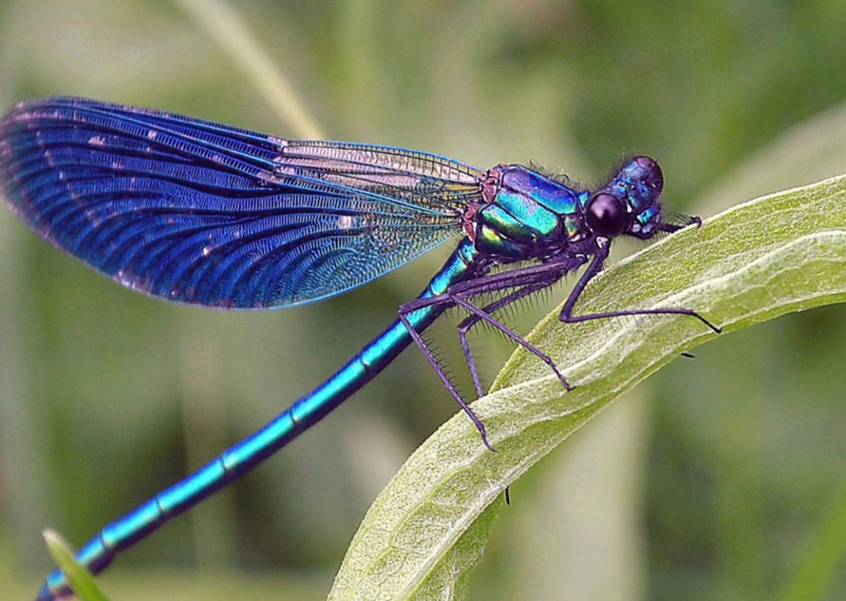 Красотка японская – Calopteryx japonica