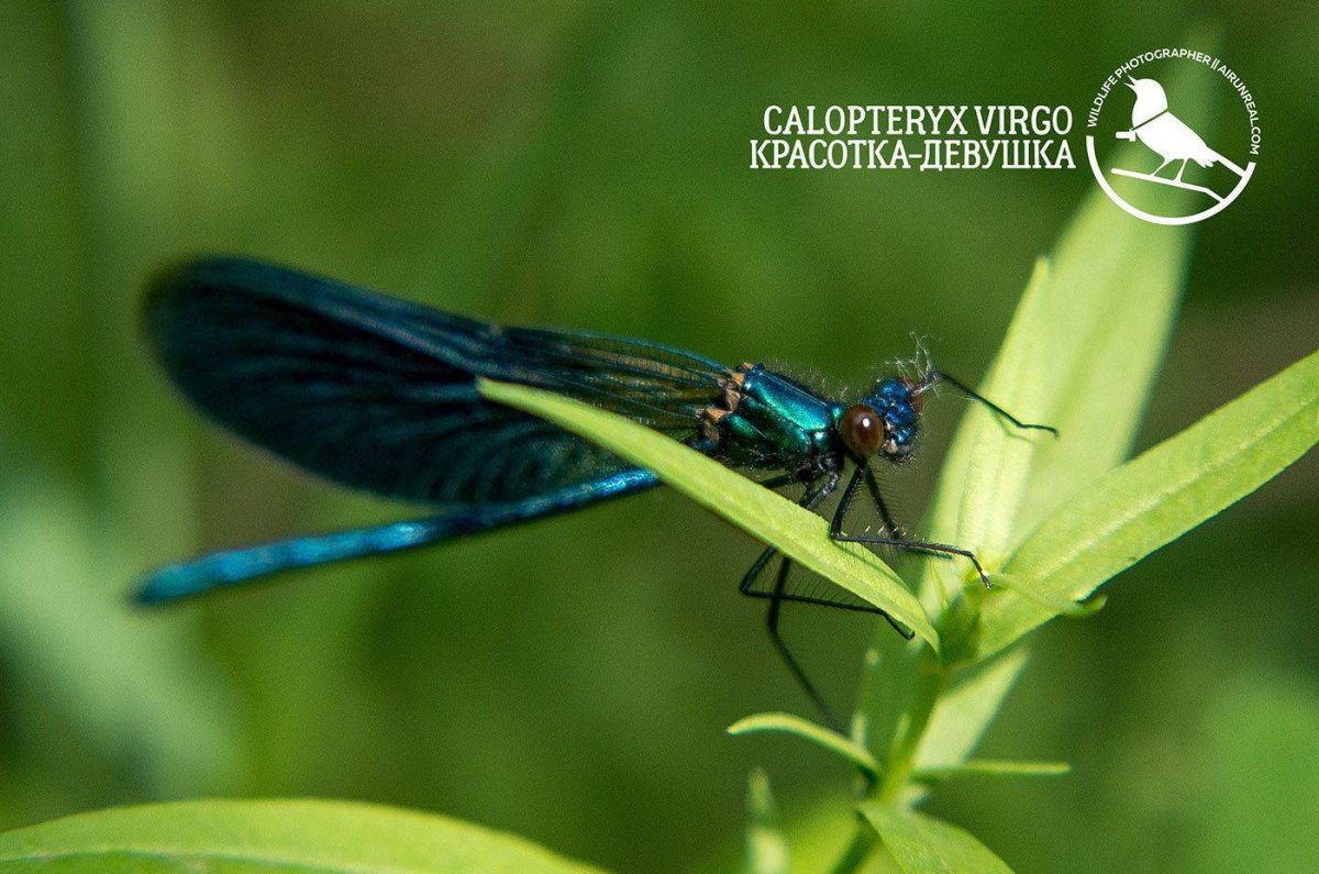 Calopteryx Virgo (красотка-девушка)