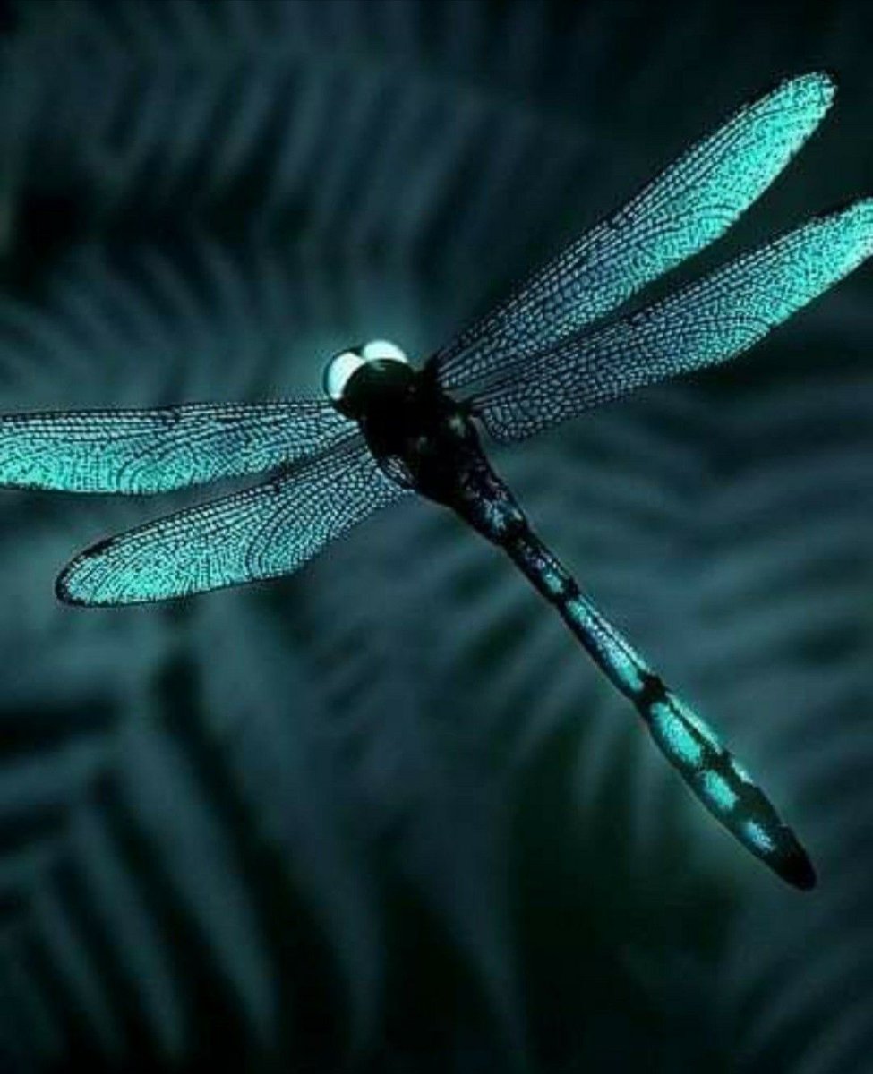 Стрекоза синяя Драгонфлай