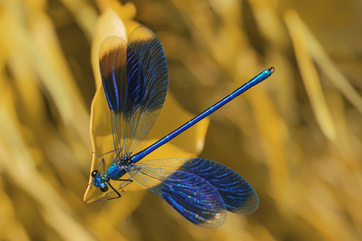 Стрекоза Макросъемка