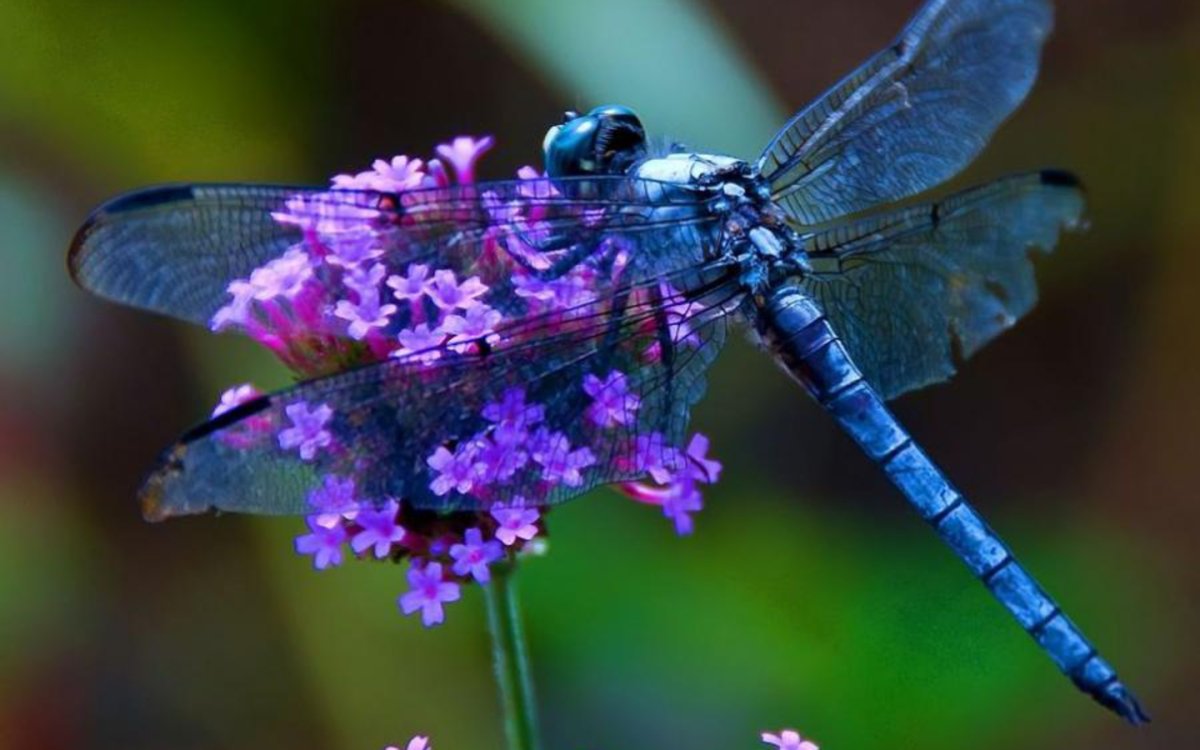 Фиолетовая Стрекоза