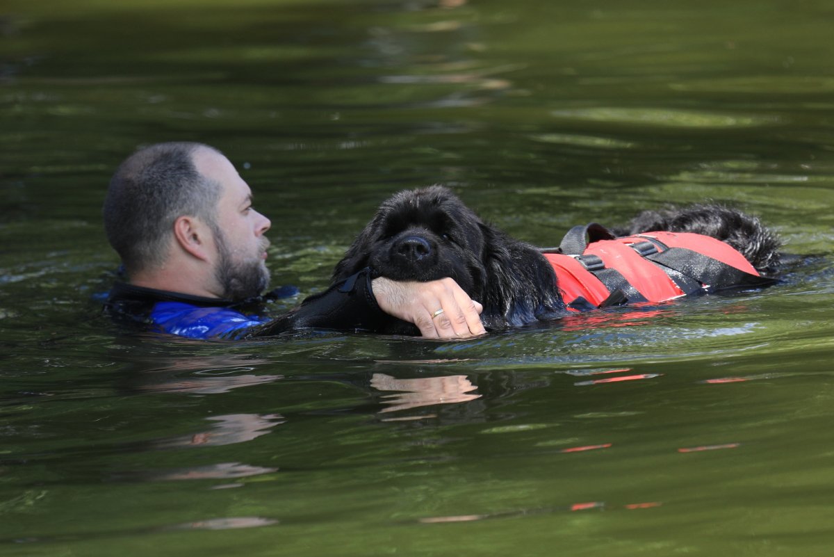 Собака водолаз спасатель