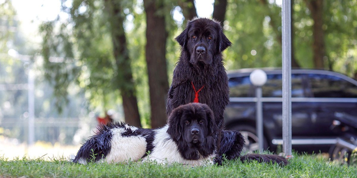Ньюфаундленд и лабрадор собаки