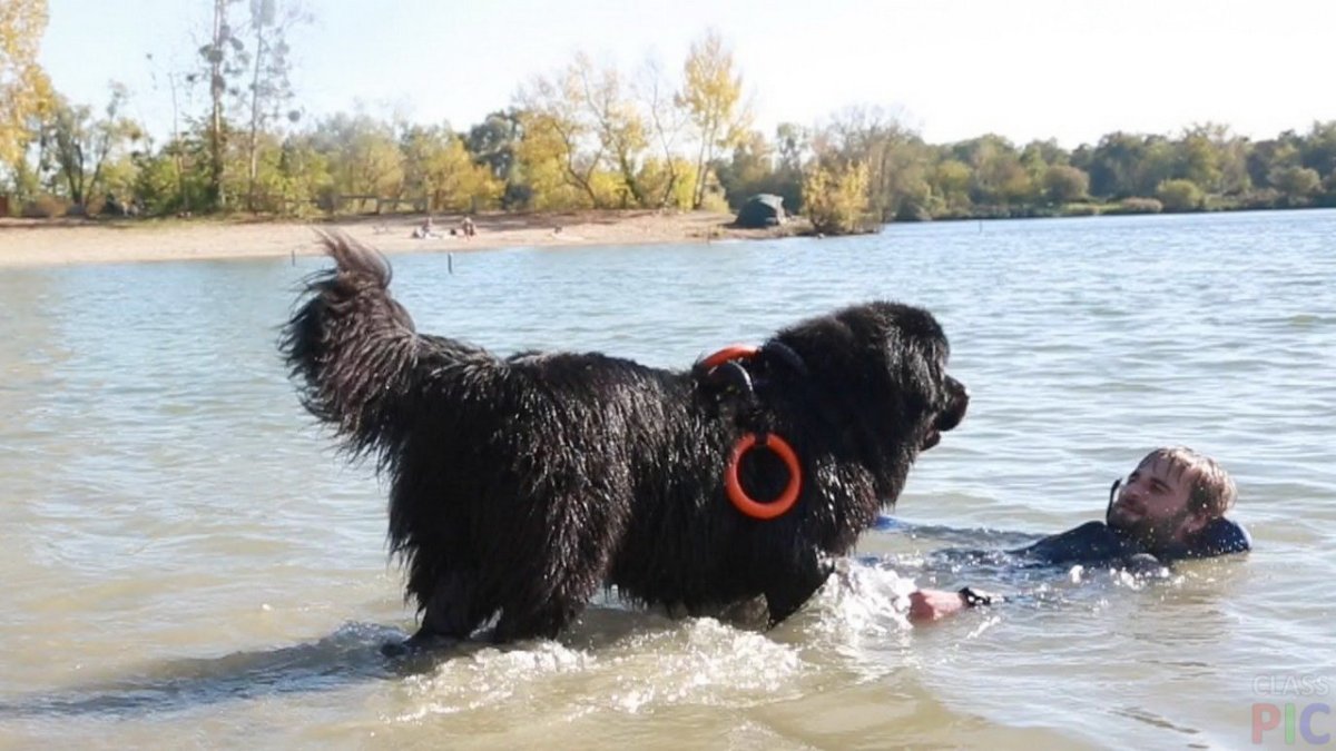 Собаки спасатели породы ньюфаундленд