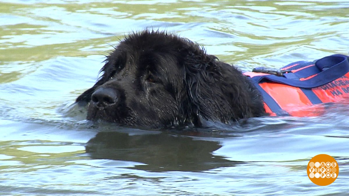 Собака спасатель ньюфаундленд