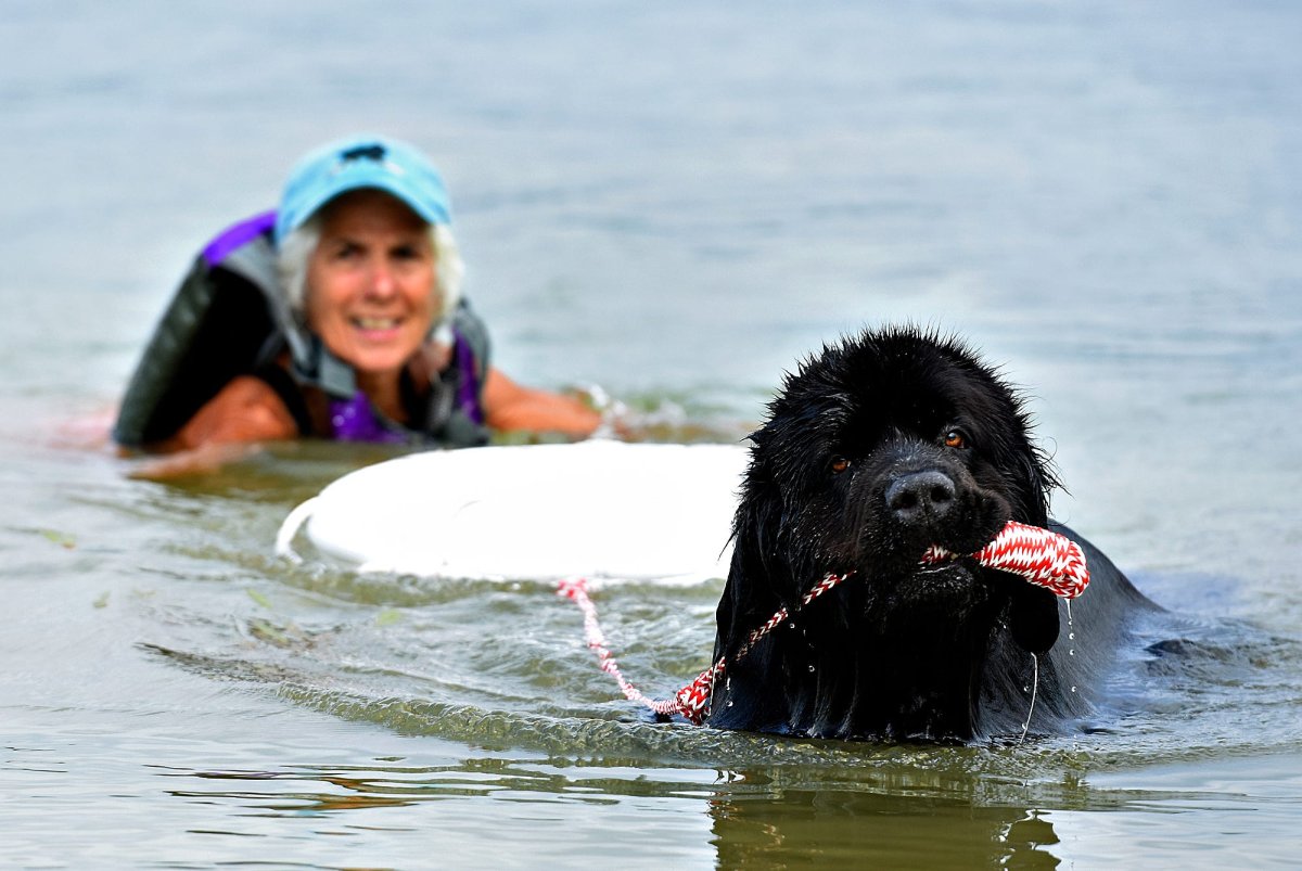 Ньюфаундленд нянька