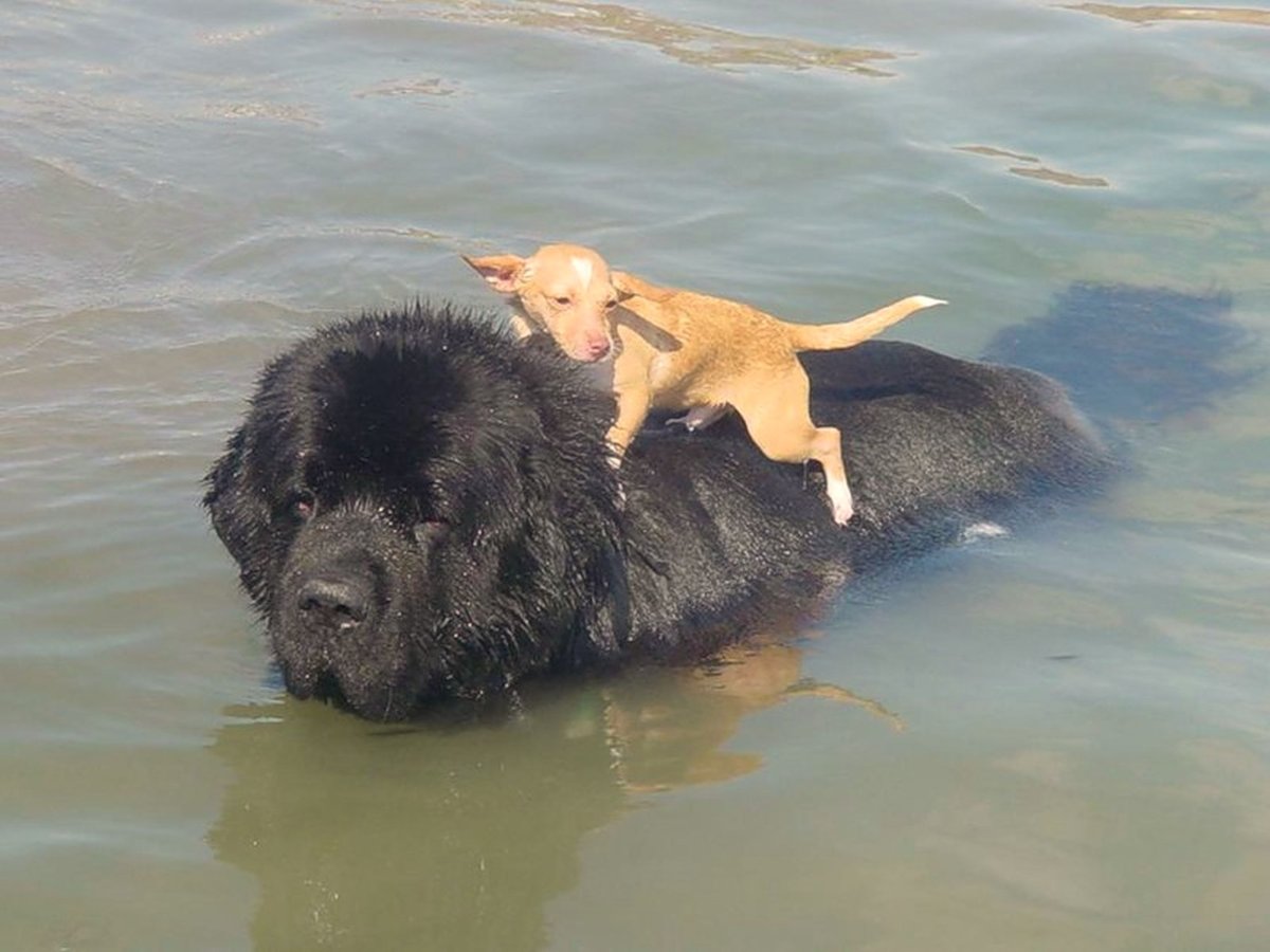 Ньюфаундленд плавает