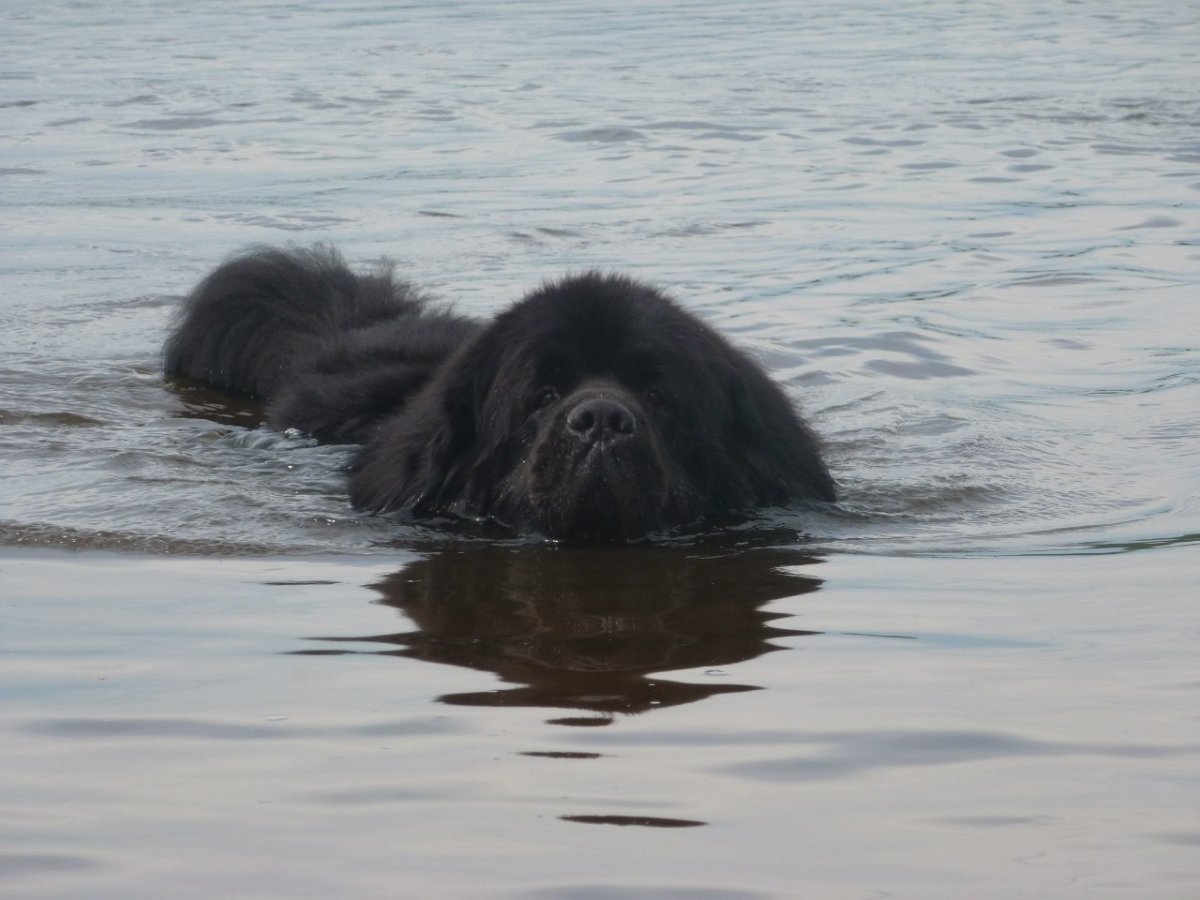 Ньюфаундленд плывет