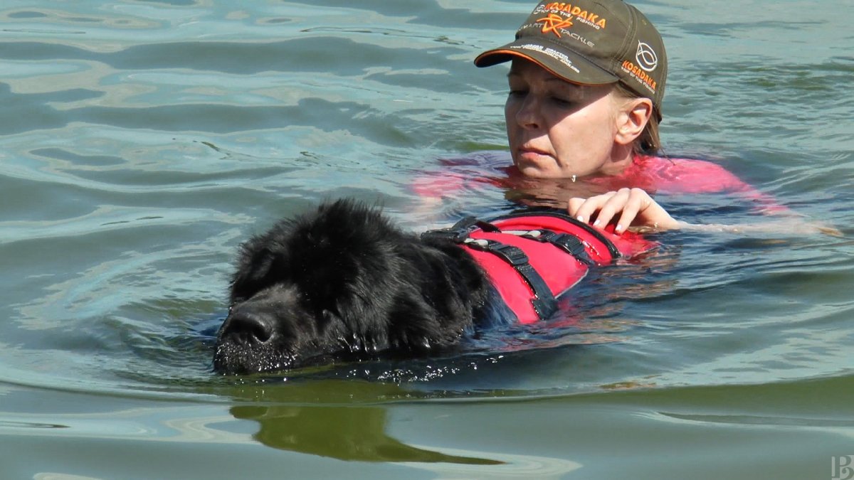 Собаки спасатели породы ньюфаундленд