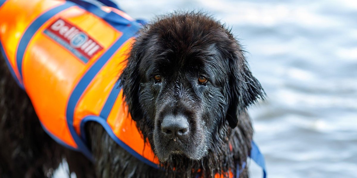 Собаки спасатели породы ньюфаундленд