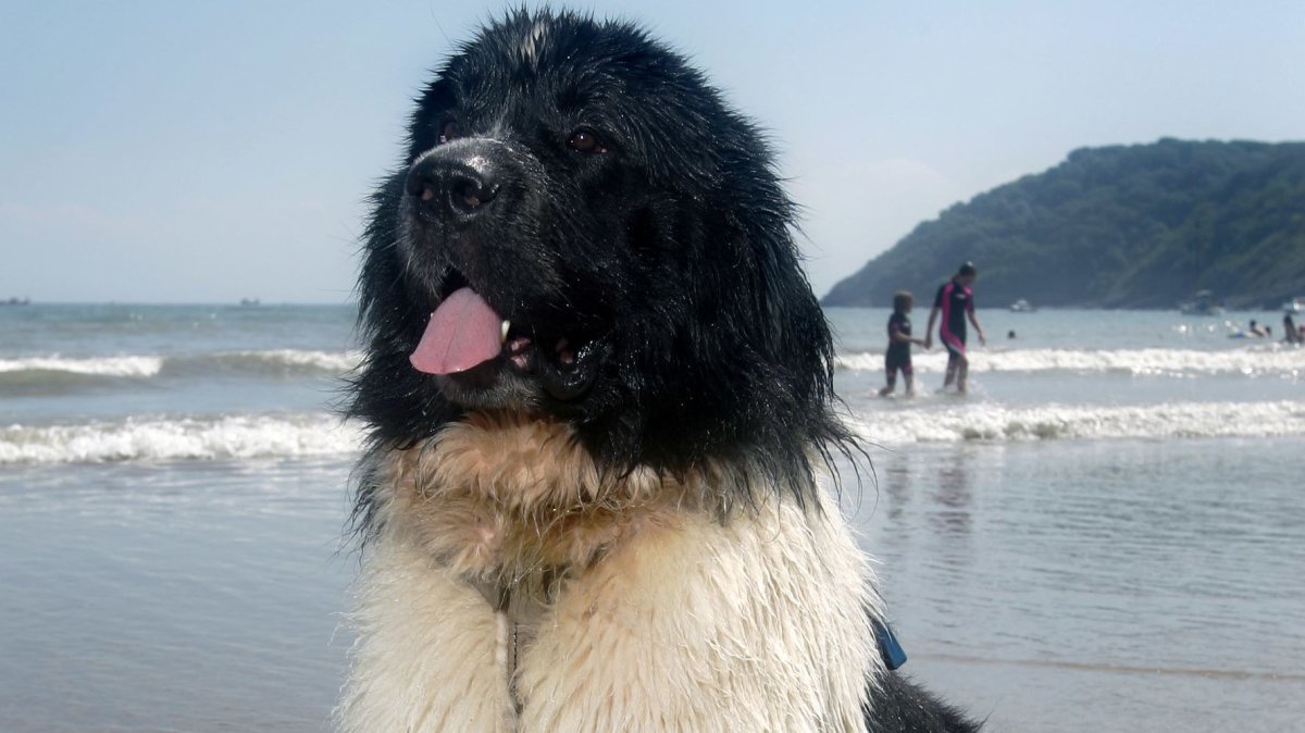 Собаки спасатели породы ньюфаундленд