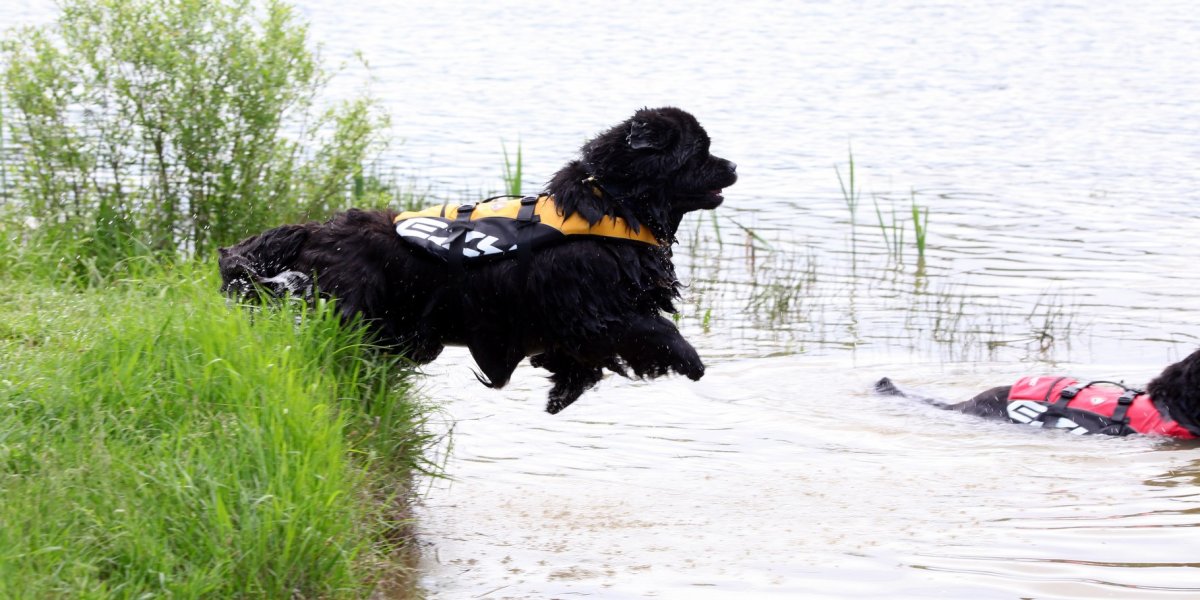 Ньюфаундленд прыгает