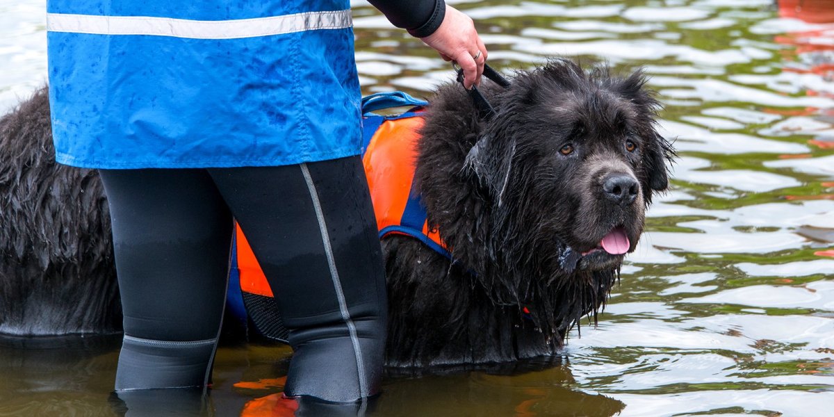 Собака спасатель ньюфаундленд
