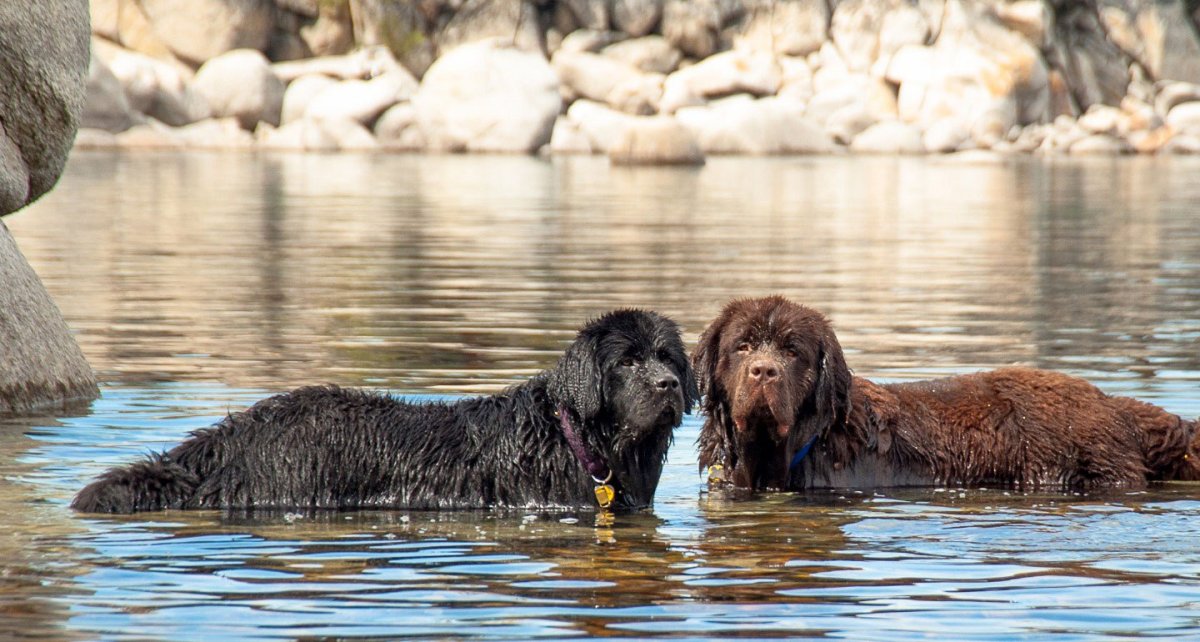 Собака спасатель ньюфаундленд