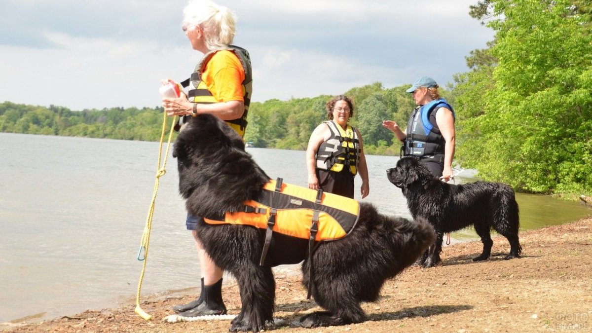 Охотничья собака водолаз