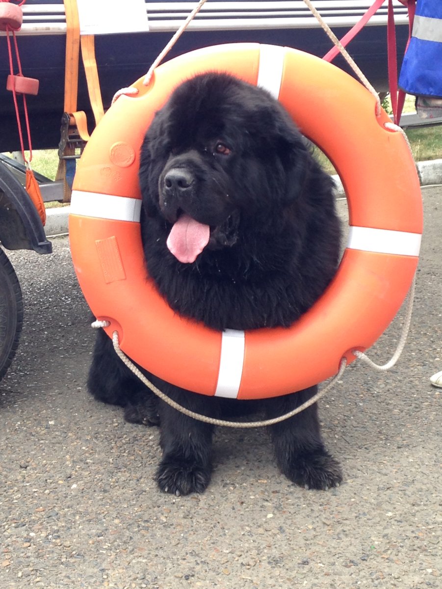 Ньюфаундленд спасатель