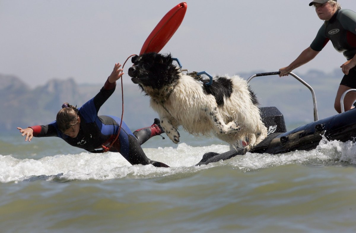 Ньюфаундленд спасатель