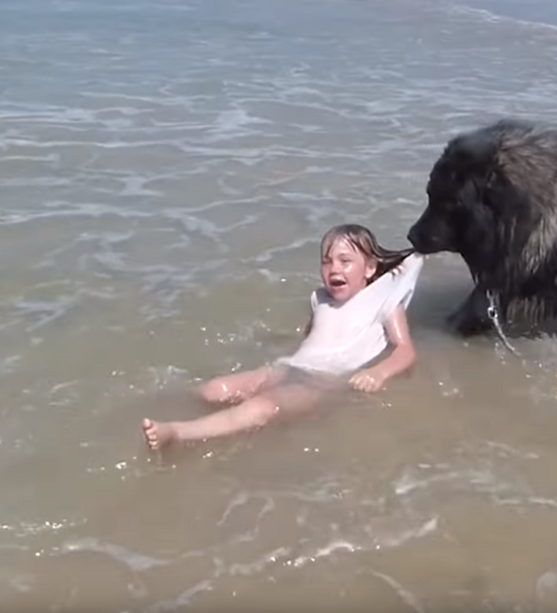 Ньюфаундленд в воде